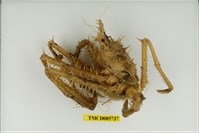 藏品(羚角密刺蟹)的圖片